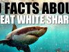 10-Facts-About-Great-White-Sharks-attachment