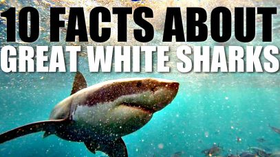 10-Facts-About-Great-White-Sharks-attachment