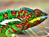 How-Do-Chameleons-Change-Color-attachment