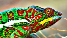 How-Do-Chameleons-Change-Color-attachment