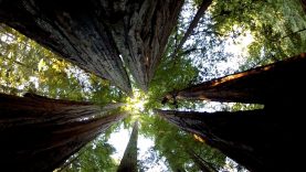 The-Most-Amazing-Thing-About-Trees-attachment