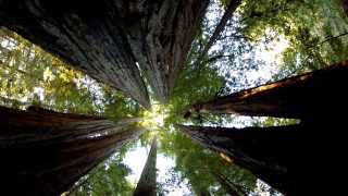 The-Most-Amazing-Thing-About-Trees-attachment