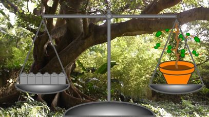 Where-Do-Trees-Get-Their-Mass-From-attachment