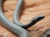 Why-Do-Venomous-Animals-Live-In-Warm-Climates-attachment