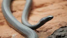 Why-Do-Venomous-Animals-Live-In-Warm-Climates-attachment